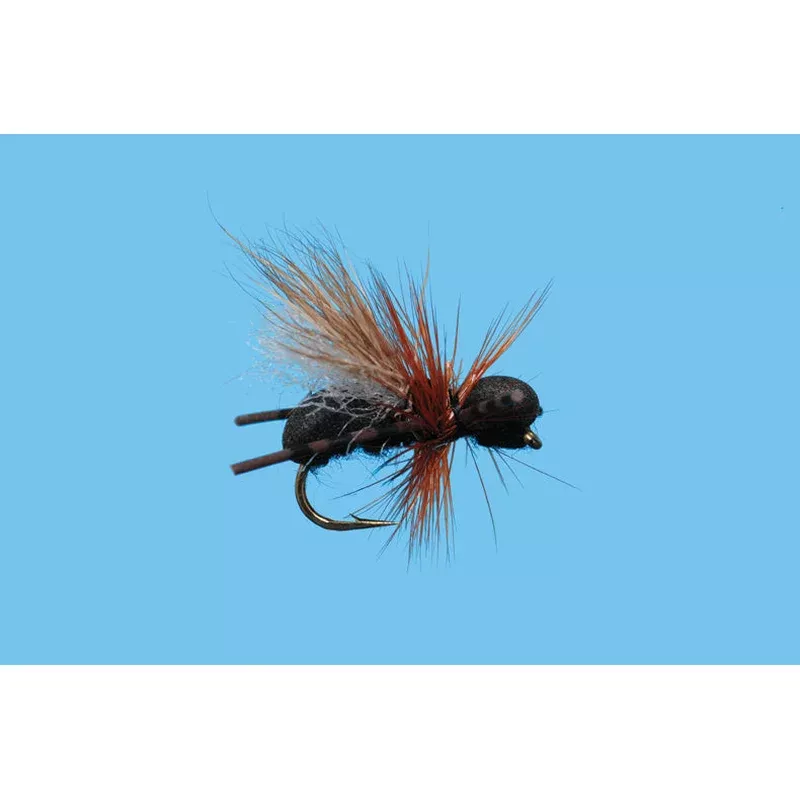CFO Ant (6-pack)